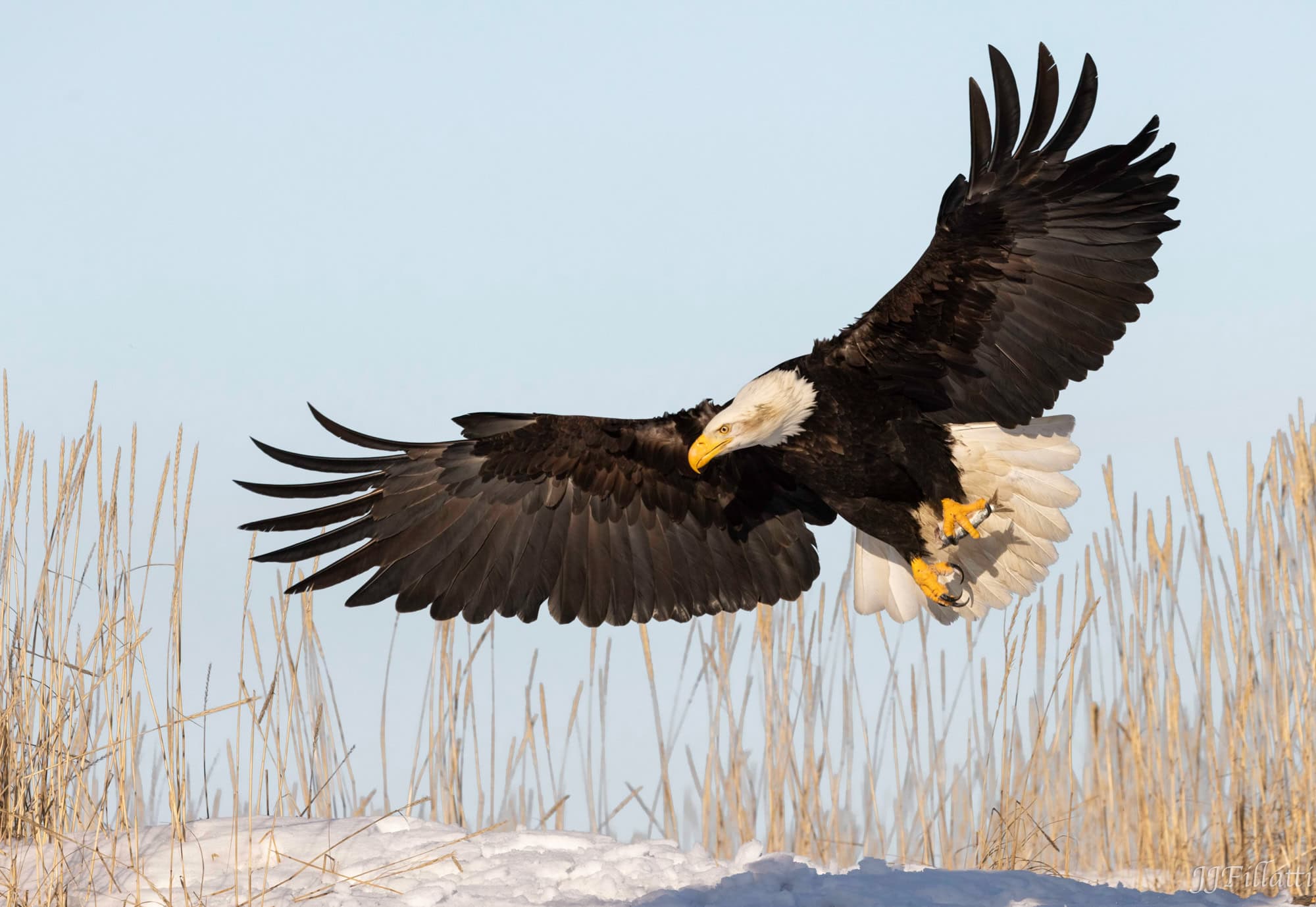 bird of homer alaska image 24